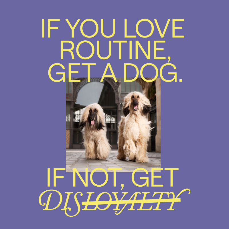 Promotional slogan for the Dis-loyalty membership scheme which reads: If you love routine, get a dog. If not, get Dis-loyalty.