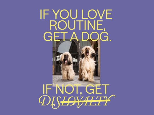 Promotional slogan for the Dis-loyalty membership scheme which reads: If you love routine, get a dog. If not, get Dis-loyalty.